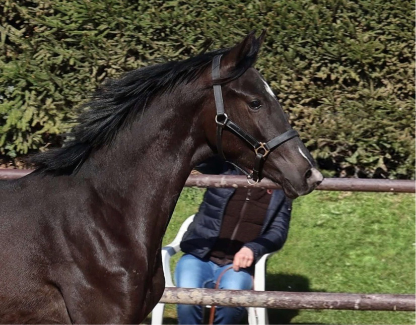 11. April 2026 New Star von Saint Cyr - Gest�t H�melschenburg - Beate Langels fotografiert von Sabine Beyer