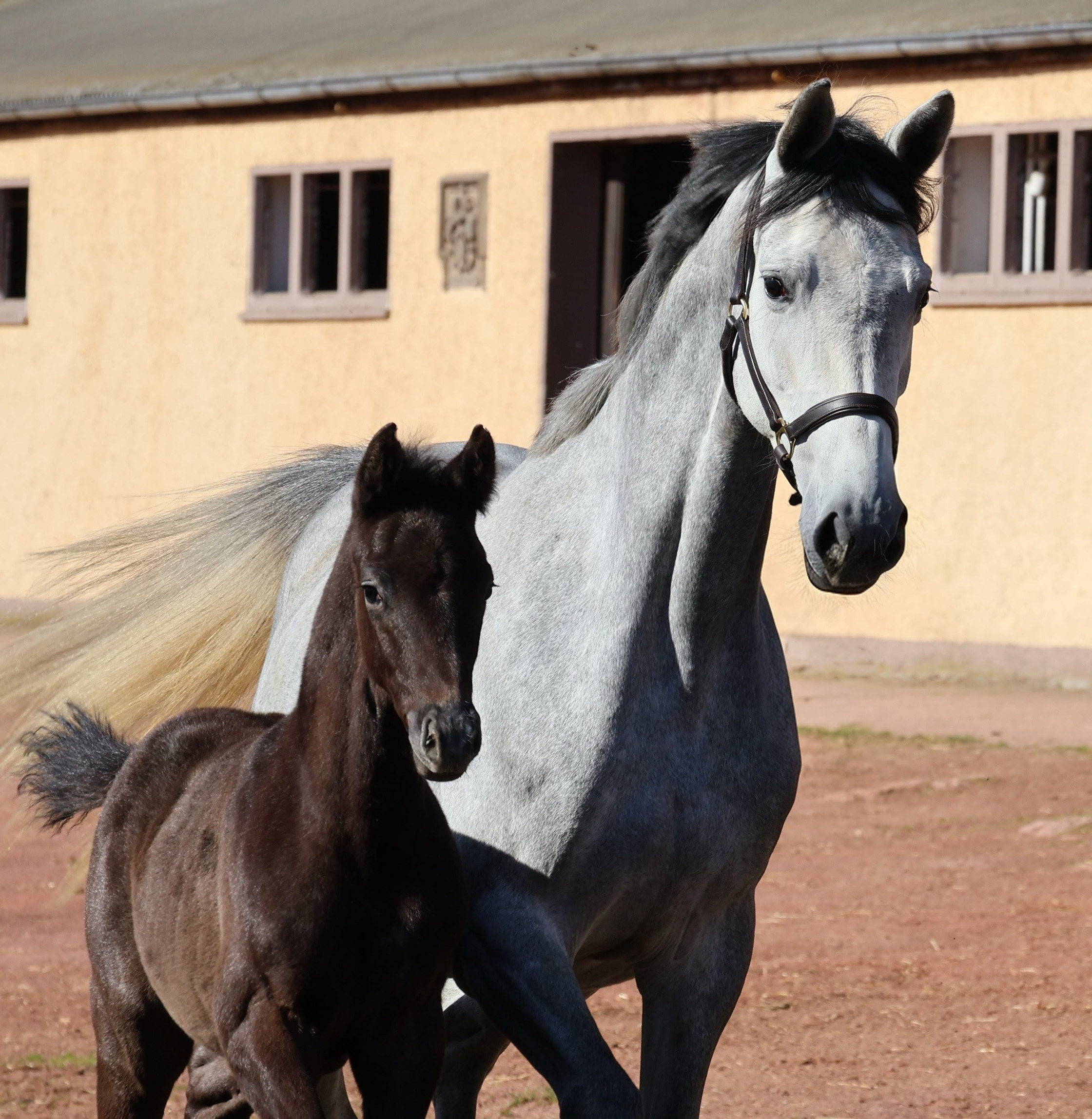 11. April 2026 Tea at Five und Tea in the Morning - Gest�t H�melschenburg - Beate Langels