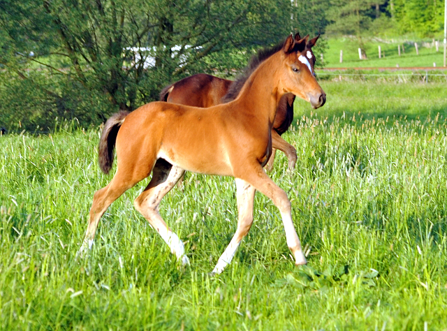 Greta Garbo mit ihrer Tochter von High Motion - Gestt Hmelschenburg am 11. Mai 2016