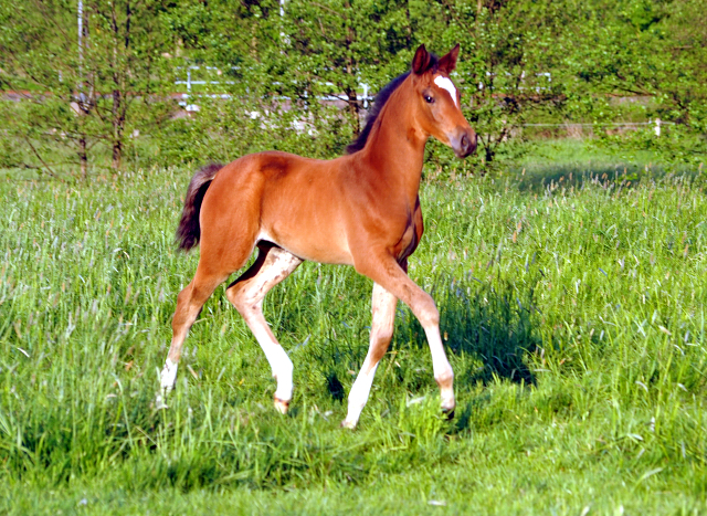 Greta Garbo mit ihrer Tochter von High Motion - Gestt Hmelschenburg am 11. Mai 2016