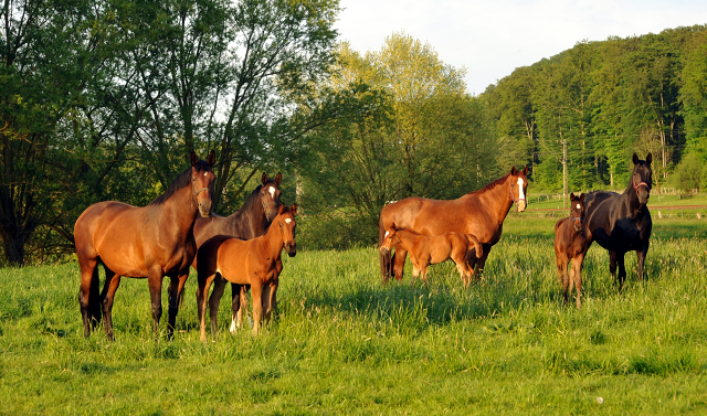 Gestt Hmelschenburg am 11. Mai 2016