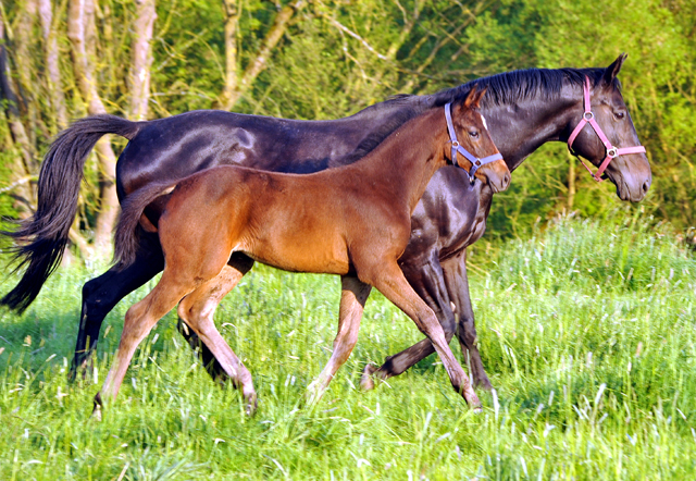 Elitestute Vicenza mit Tochter Valentine v. High Motion - Gestt Hmelschenburg am 11. Mai 2016