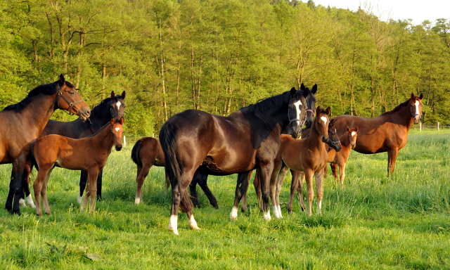 Gestt Hmelschenburg am 11. Mai 2016