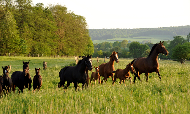 Gestt Hmelschenburg am 11. Mai 2016