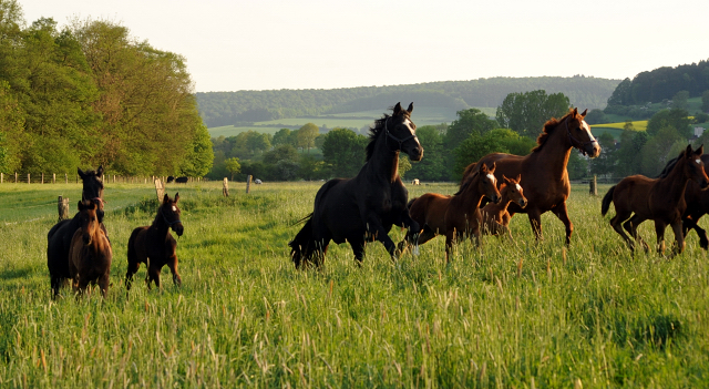 Gestt Hmelschenburg am 11. Mai 2016
