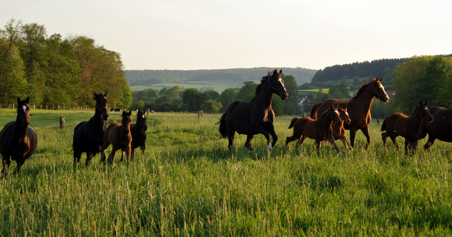 Gestt Hmelschenburg am 11. Mai 2016