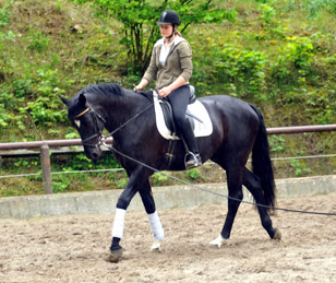 Ehramo (3jhrig) von Alter Fritz x Kostolany im August 2011 - Foto: Beate Langels - Trakehner Gestt Hmelschenburg