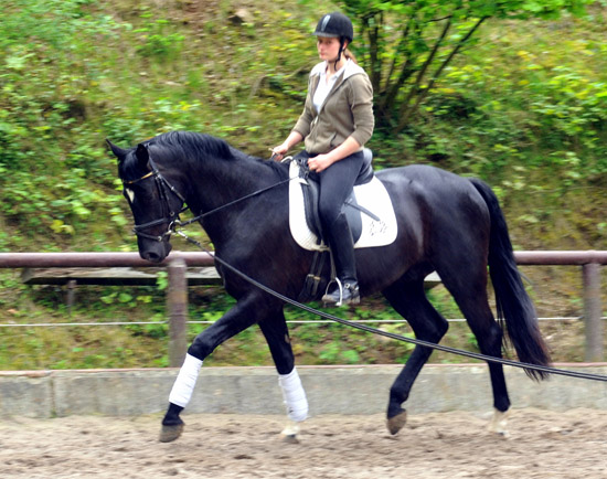 Ehramo (3jhrig) von Alter Fritz x Kostolany im August 2011 - Foto: Beate Langels - Trakehner Gestt Hmelschenburg