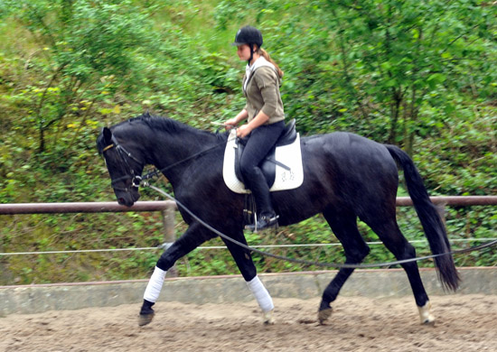 Ehramo (3jhrig) von Alter Fritz x Kostolany im August 2011 - Foto: Beate Langels - Trakehner Gestt Hmelschenburg