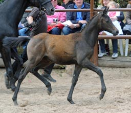 Stutfohlen v. Al Ashar ox u.d. Witney v. Tuareg - Xaver, Foto: Beate Langels, Hmelschenburg