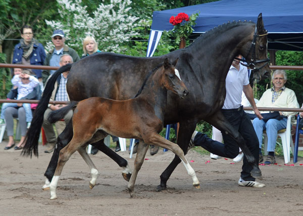 Stutfohlen von Totilas u.d. Trakehner Prmien- u. Staatsprmienstute Schwalbenfeder v. Summertime, Foto: Beate Langels, Trakehner Gestt Hmelschenburg