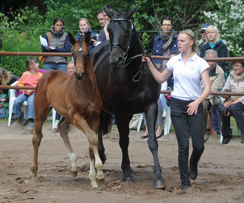 Fohlenschau in Hmelschenburg - Hengstfohlen von Exclusiv u.d. Elitestute Vicenza v. Showmaster - Foto: Beate Langels - Trakehner Gestt Hmelschenburg