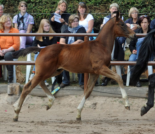 Fohlenschau in Hmelschenburg - Hengstfohlen von Exclusiv u.d. Elitestute Vicenza v. Showmaster - Foto: Beate Langels - Trakehner Gestt Hmelschenburg