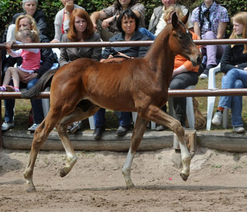 Fohlenschau in Hmelschenburg - Hengstfohlen von Exclusiv u.d. Elitestute Vicenza v. Showmaster - Foto: Beate Langels - Trakehner Gestt Hmelschenburg