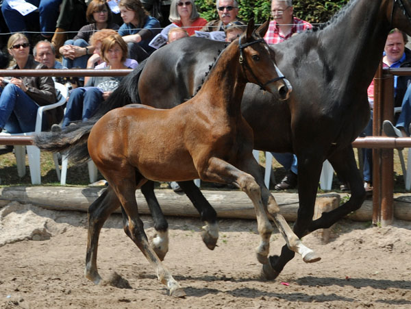 Hengstfohlen von Saint Cyr u.d. Angenie v. Riant - Ferro - Foto: Beate Langels - Trakehner Gestt Hmelschenburg