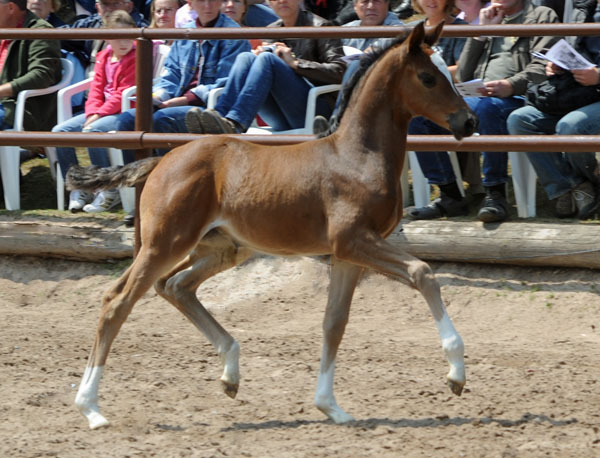 Trakehner Stutfohlen von Saint Cyr u.d. Greta Garbo v. Alter Fritz, Foto: Beate Langels, Trakehner Gestt Hmelschenburg