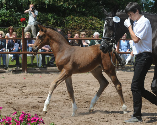 Trakehner Stutfohlen von Saint Cyr u.d. Greta Garbo v. Alter Fritz, Foto: Beate Langels, Trakehner Gestt Hmelschenburg