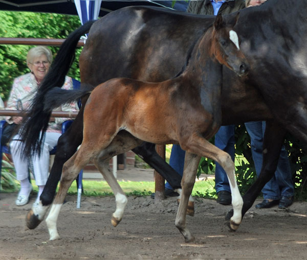 Stutfohlen von Totilas u.d. Trakehner Prmien- u. Staatsprmienstute Schwalbenfeder v. Summertime, Foto: Beate Langels, Trakehner Gestt Hmelschenburg