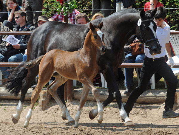 Trakehner Stutfohlen von Saint Cyr u.d. Greta Garbo v. Alter Fritz, Foto: Beate Langels, Trakehner Gestt Hmelschenburg