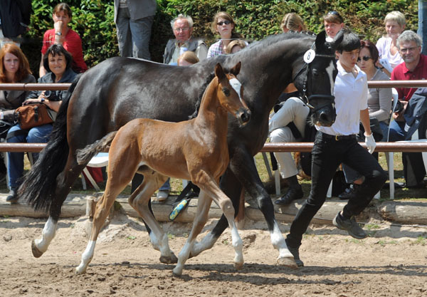 Trakehner Stutfohlen von Saint Cyr u.d. Greta Garbo v. Alter Fritz, Foto: Beate Langels, Trakehner Gestt Hmelschenburg