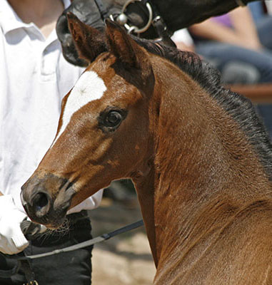 Trakehner Stutfohlen von Saint Cyr u.d. Greta Garbo v. Alter Fritz, Foto: Lune Jancke, Trakehner Gestt Hmelschenburg