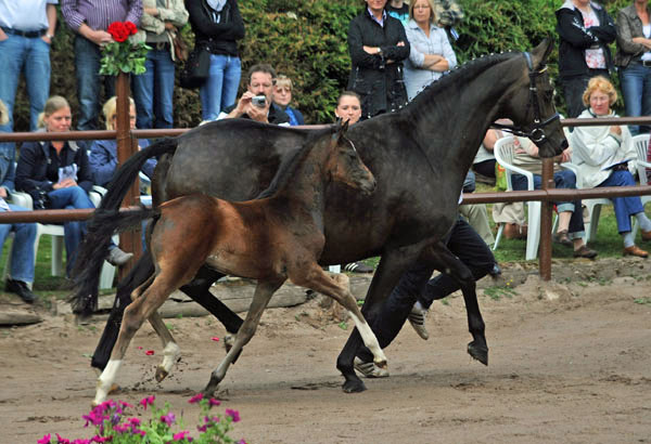 Stutfohlen von Totilas u.d. Trakehner Prmien- u. Staatsprmienstute Schwalbenfeder v. Summertime, Foto: Beate Langels, Trakehner Gestt Hmelschenburg