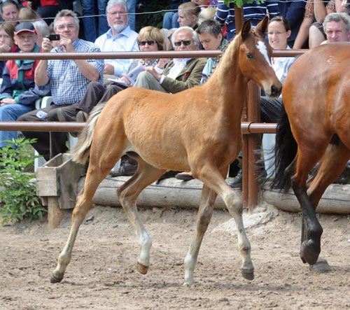 Karena v. Freudenfest mit Hengstfohlen von Saint Cyr - Foto: Beate Langels - Trakehner Gest t H melschenburg