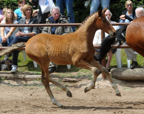 Karena v. Freudenfest mit Hengstfohlen von Saint Cyr - Foto: Beate Langels - Trakehner Gest t H melschenburg