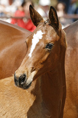 Karena v. Freudenfest mit Hengstfohlen von Saint Cyr - Foto: Beate Langels - Trakehner Gest t H melschenburg