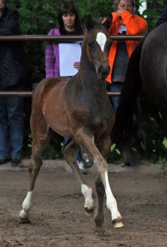 Stutfohlen Schwalbendiva von Totilas u.d. Trakehner Prmien- u. Staatsprmienstute Schwalbenfeder v. Summertime, Foto: Beate Langels, Trakehner Gestt Hmelschenburg