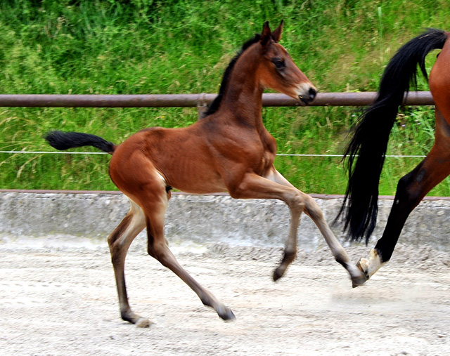 11 Tage alt - Hengstfohlen v. Shavalou u.d. Elitestute Kalmar v. Exclusiv - Trakehner Gestt Hmelschenburg - Foto: Beate Langels