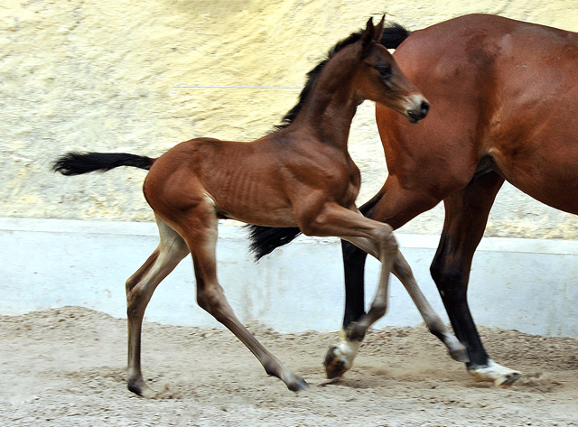 11 Tage alt - Hengstfohlen v. Shavalou u.d. Elitestute Kalmar v. Exclusiv - Trakehner Gestt Hmelschenburg - Foto: Beate Langels