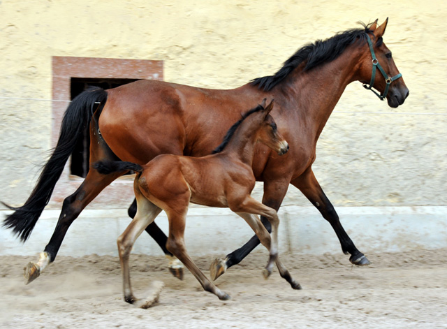 11 Tage alt - Hengstfohlen v. Shavalou u.d. Elitestute Kalmar v. Exclusiv - Trakehner Gestt Hmelschenburg - Foto: Beate Langels