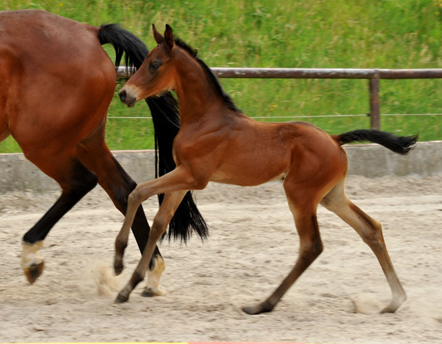 11 Tage alt - Hengstfohlen v. Shavalou u.d. Elitestute Kalmar v. Exclusiv - Trakehner Gestt Hmelschenburg - Foto: Beate Langels