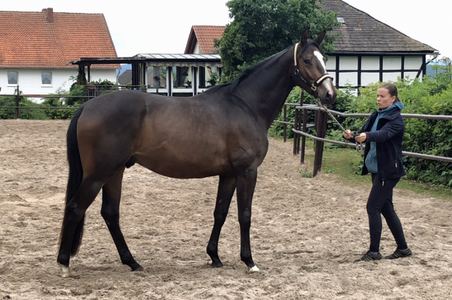 3jhriger Trakehner von High Motion u.d. Pr.u.StPrSt. Tavolara v. Exclusiv - Trakehner Gestt Hmelschenburg