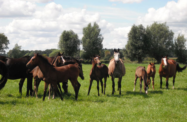 Besuch der Trakehner Freunde Weserbergland in Schplitz - 10. August 2012 - Foto: Heike Jantz - Trakehner Gestt Hmelschenburg