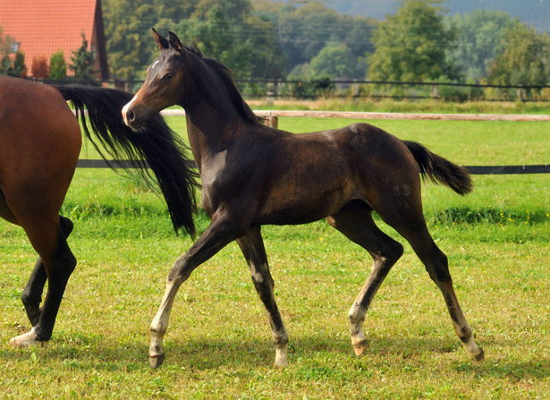 Trakehner Hengstfohlen von Saint Cyr u.d. Kosma Shiva v. Herzruf, Foto: Beate Langels, Trakehner Gestt Hmelschenburg