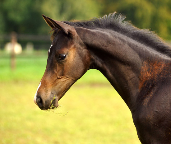 Trakehner Hengstfohlen von Saint Cyr u.d. Kosma Shiva v. Herzruf, Foto: Beate Langels, Trakehner Gestt Hmelschenburg