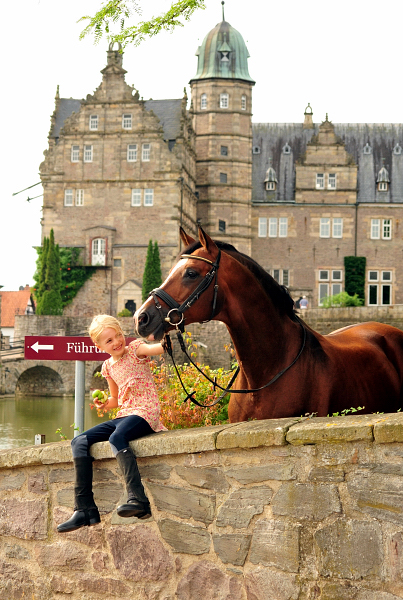   - Foto: Freudenfest v. Tolstoi - Foto: Beate Langels -
Trakehner Gestt Hmelschenburg