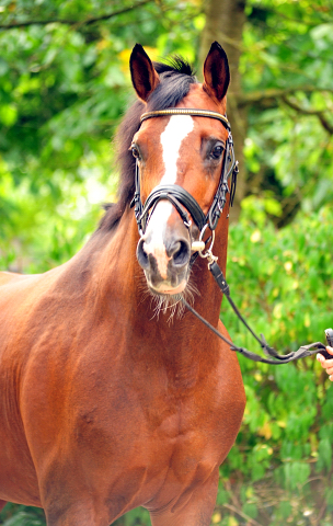   - Foto: Freudenfest v. Tolstoi - Foto: Beate Langels -
Trakehner Gestt Hmelschenburg