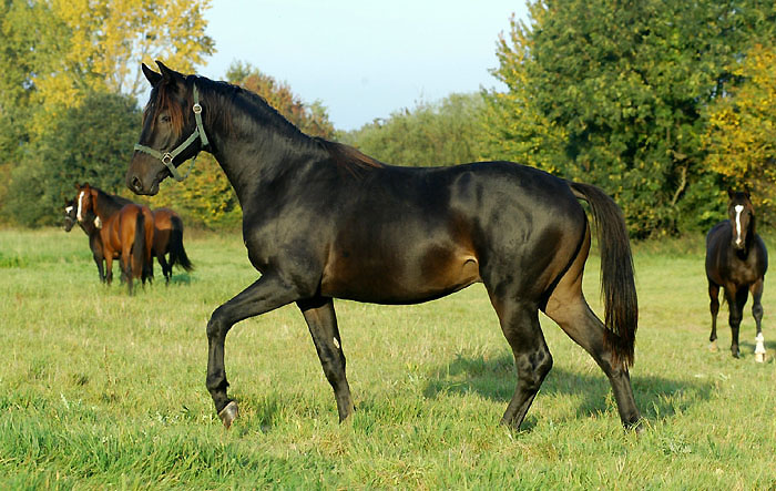 Trakehner Hengst von Summertime u.d. Greta Garbo von Alter Fritz