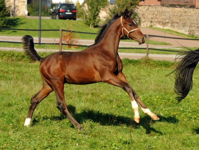 Beloved mit Hengstfohlen von Oliver Twist - Foto Beate Langels - Gestt Hmelschenburg