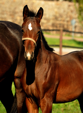 Beloved mit Hengstfohlen von Oliver Twist - Foto Beate Langels - Gestt Hmelschenburg