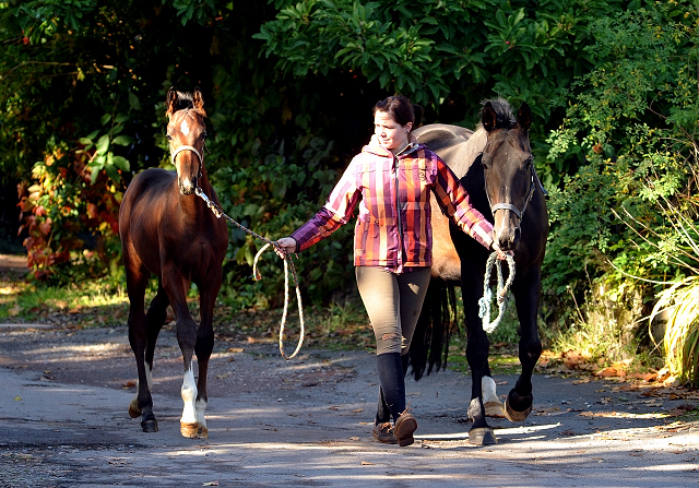 Beloved mit Hengstfohlen von Oliver Twist - Foto Beate Langels - Gestt Hmelschenburg