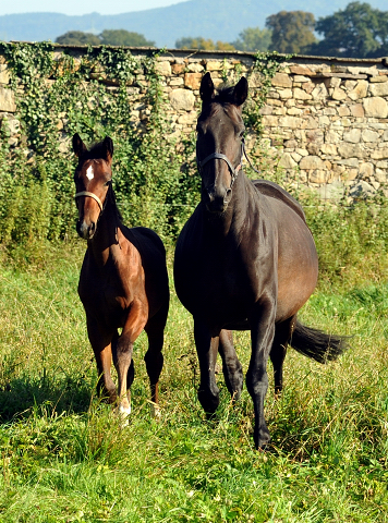 Beloved mit Hengstfohlen von Oliver Twist - Foto Beate Langels - Gestt Hmelschenburg