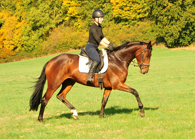 3jhrige Stute Valenta v. Oliver Twist u.d. ESt. Vittoria v. Showmaster - Trakehner Gestt Hmelschenburg - 
Foto: Beate Langels