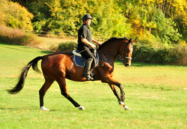 Schwalbenland von Touch my Heart u.d. Schwalbenlicht v. Imperio - Trakehner Gestt Hmelschenburg - Beate Langels