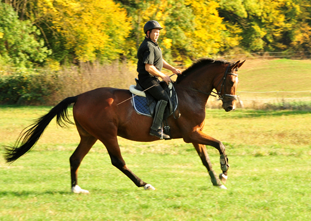 Schwalbenland von Touch my Heart u.d. Schwalbenlicht v. Imperio - Trakehner Gestt Hmelschenburg - Beate Langels