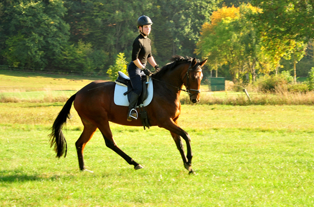 3jhrige Stute Valenta v. Oliver Twist u.d. ESt. Vittoria v. Showmaster - Trakehner Gestt Hmelschenburg - 
Foto: Beate Langels