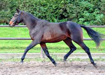 Hengst von Summertime u.d. Elitestute Schwalbenspiel v. Exclusiv - Gestt Hmelschenburg am 1. September 2014, Foto: Beate Langels, 
Trakehner Gestt Hmelschenburg - Beate Langels